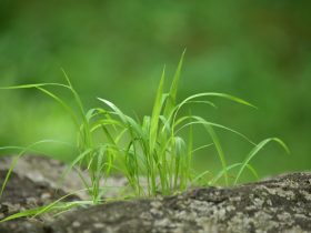 Jak zwalczać chwasty w uprawach? - Rośliny Jak zwalczać chwasty w uprawach?