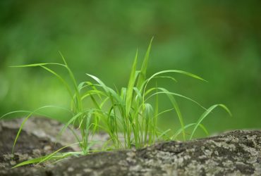 Jak zwalczać chwasty w uprawach?